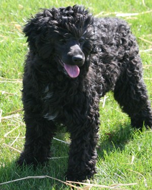 Miniature poodle puppy
